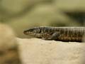 reptilium-53